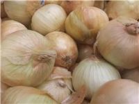 Onions, Sweet Vidalia Bulb